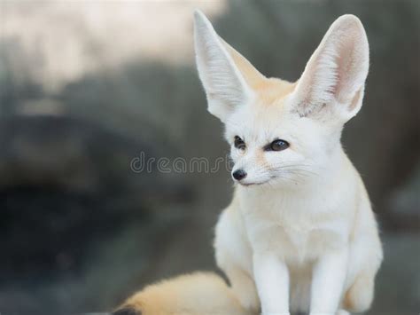 1,375 Fennec Fox Stock Photos - Free & Royalty-Free Stock Photos from ...