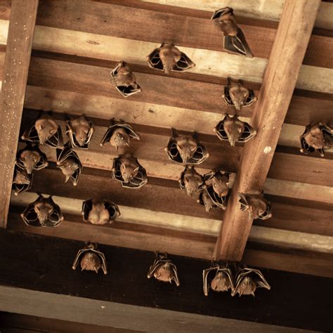 Bats In The Attic? Don't Wait To Call Pest Control | Cramer