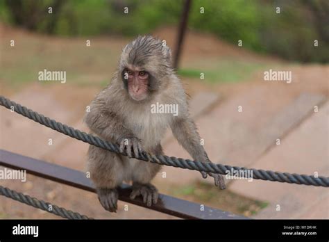 Monkey swinging rope hi-res stock photography and images - Alamy