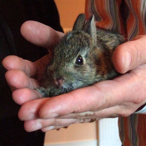 Baby Bunny | We found a baby bunny on our screen porch two y… | Flickr