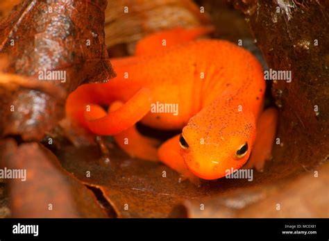 Red eft, Tunxis State Forest, Connecticut Stock Photo - Alamy