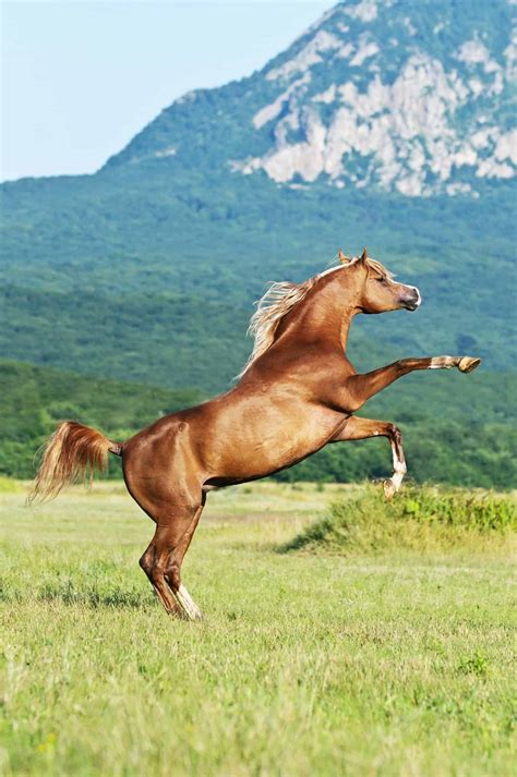 8 Things You May Not Have Known About Arabian Horses