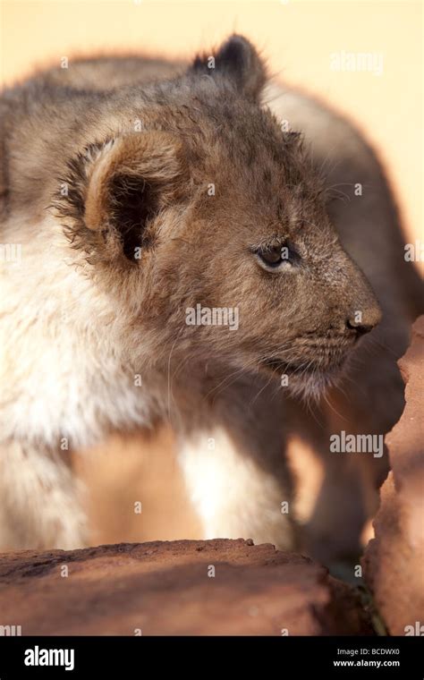 Small lion cub Stock Photo - Alamy