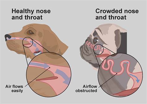 Brachycephalic Obstructive Airway Syndrome (BOAS) Surgery | Standiford ...