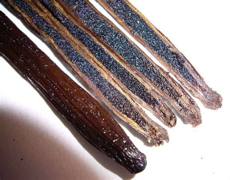 Madagascar Vanilla Beans - Grade A Pods For Baking & Extract Making – Vanilla Bean Kings