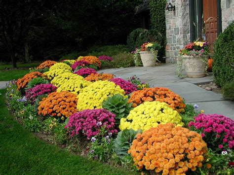 LAWN AND GARDEN: It's time for mums to put on their annual color show | MLive.com