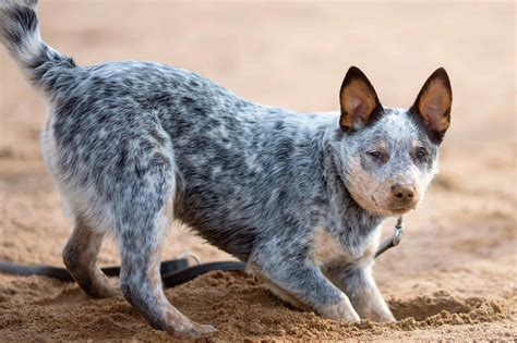 Mini Blue Heeler (Mini Australian Cattle Dog): Facts & Pictures