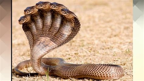 10 Head Snake