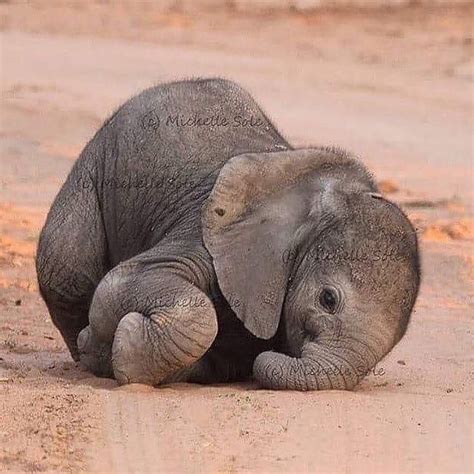 Baby Elephant Struggling to Walk! This adorable elephant is less than ...