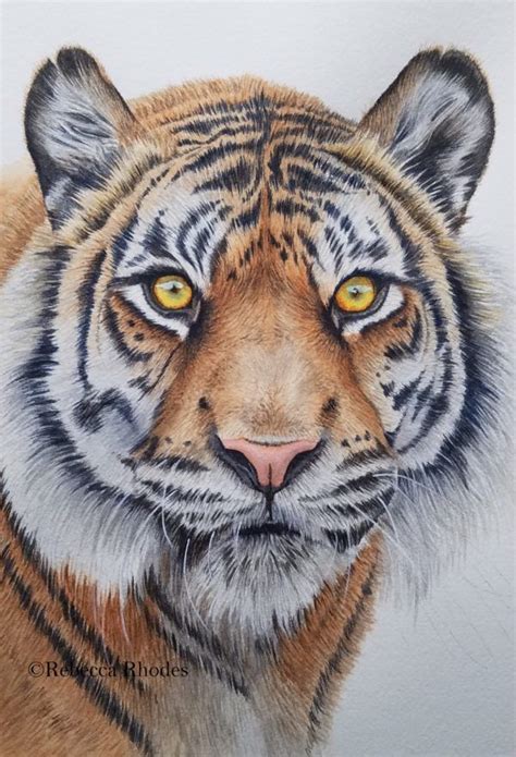 tiger in watercolor by rebecca rhodes | Watercolor tiger, Tiger painting, Tiger drawing