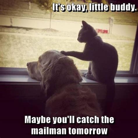 Funny Pet Photos on Twitter: "#funny #dog #cat #mailman #meme https://t ...