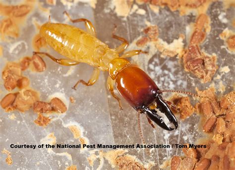 How To Identify Termite