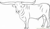 Bull Coloring Page For Kids  Free Printable Pages Online sketch template