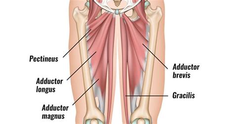 Groin Strain - Symptoms, Causes, Treatment & Rehabilitation Exercises