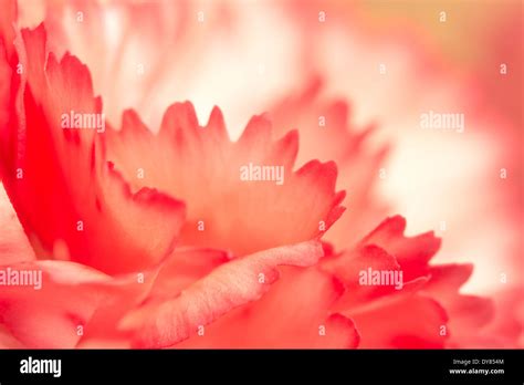 pink carnation flower petals Stock Photo - Alamy