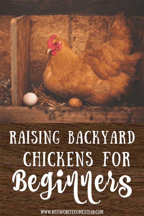 Raising Chickens for Beginners - My Favorite Homestead