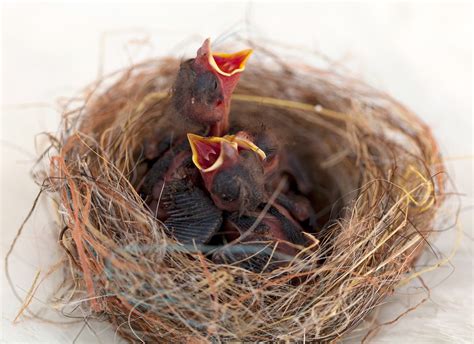 What Do Baby Sparrows Eat? - Feeding Nature