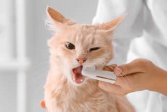 Gingivitis in Cats: Causes, Symptoms, & Treatment