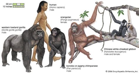 primate | Definition, Biology, & Facts | Britannica