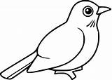 Cute Robin Bird coloring Page  Download Print Or Color Online For Free sketch template