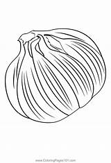 Garlic 3 Coloring Page For Kids  Free Printable Pages sketch template