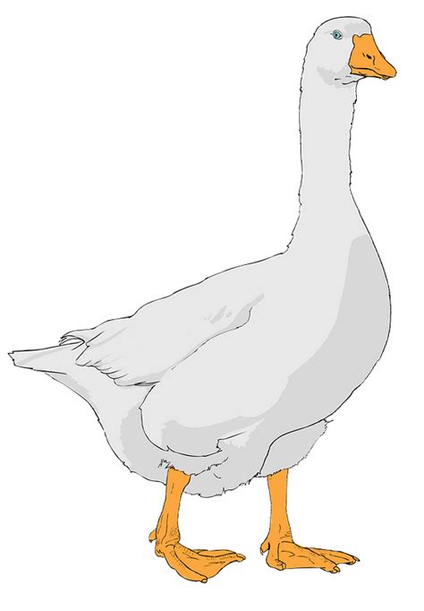 Goose clipart. Free download transparent .PNG | Creazilla