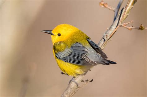 Yellow Bird Stock Photos, Pictures & Royalty-Free Images - iStock