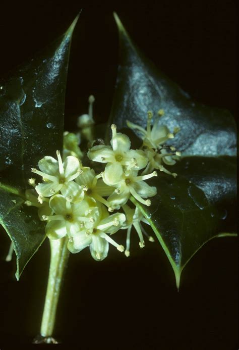 Ilex aquifolium (Aquifoliaceae) image 6839 at PhytoImages.siu.edu