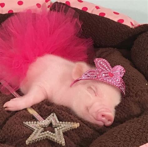 Sassy Pigs | Cute piglets, Cute baby pigs, Baby pigs