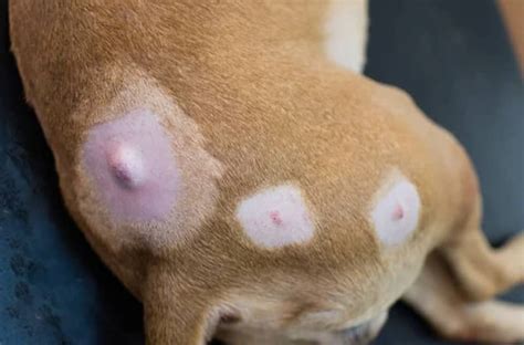 Sebaceous Cyst Dog Tail