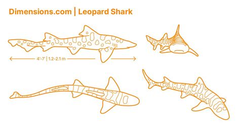 Leopard Shark | Leopard shark, Shark drawing, Shark