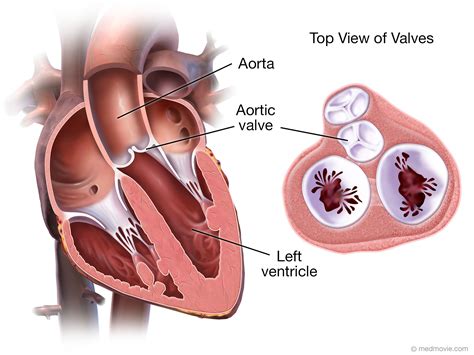 Aortic Valve Anatomy Diagram