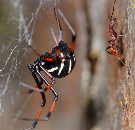 Latrodectus variolus (Northern Black Widow), F Theridiidae | Spider, Spider species, Black widow ...