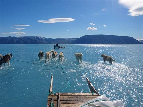 Sled dogs seem to walk on water in climate expert’s photo of melting ...