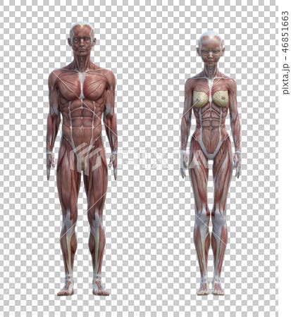 Male Anatomy Diagram Vs Female - Male And Female Muscular System Anatomy Rigged Collection For ...