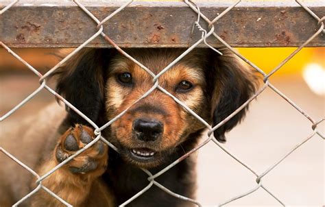 Connecticut Animal Shelter at Capacity, 8 Dogs at Risk