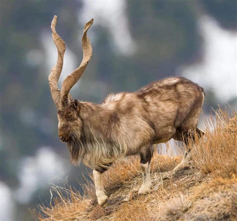 The magnificent Kashmir markhor, one of the most beautiful animals one can find in the mountains ...