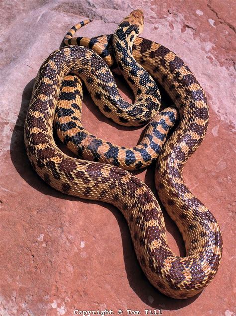 143-050-1492-1-A.tif | Tom Till | Reptiles and amphibians, Pet snake, Snake