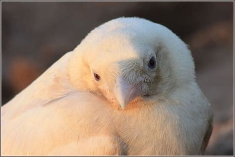 Curious, Funny Photos / Pictures: White crow bird - 04 Pics+Video