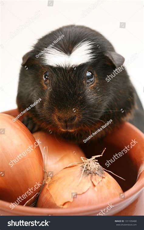 Guinea Pig (Cavia Porcellus) Stock Photo 131109488 : Shutterstock