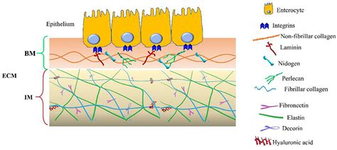 Frontiers | The Charming World of the Extracellular Matrix: A Dynamic and Protective Network of ...