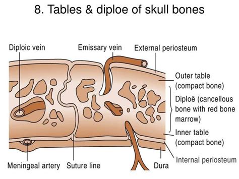 PPT - 1. Surface landmarks of skull PowerPoint Presentation - ID:3641747