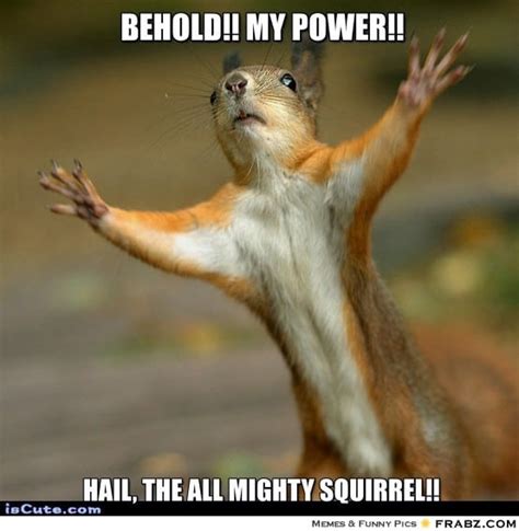 20 Squirrel Memes That Will Melt Your Heart - SayingImages.com