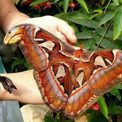 Most Beautiful Photos: The World's Biggest Butterfly