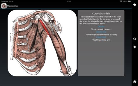 Anatomy: Atlas of Muscles : Amazon.it: App e Giochi