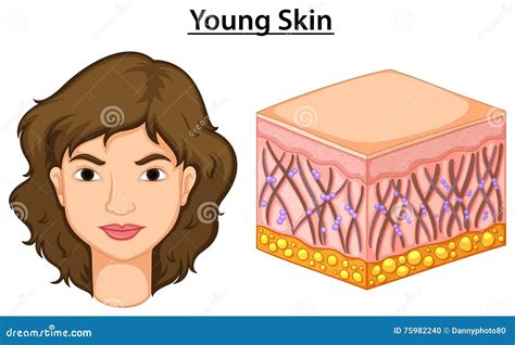 Skin Diagram Amazing Picture Collection - vrogue.co