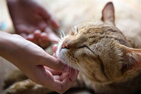 Preparing Your Pet for a Vaccine Appointment: 5 Tips for a Better ...