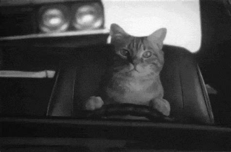 Cat Car GIF - Find & Share on GIPHY