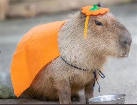 Pin on capa-tonight | Capybara pet, Cute animal photos, Cute little animals