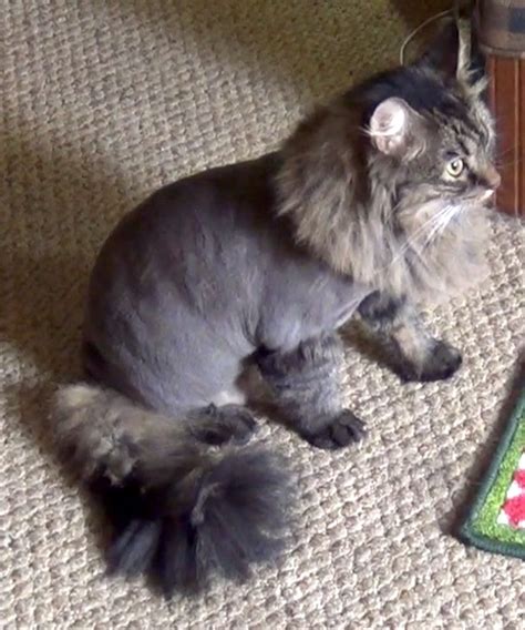 Lion cut for our fluffiest cat, a Persian mix. - Way of Cats
